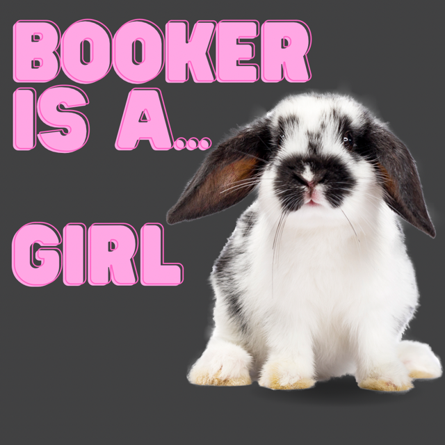 Booker the library therapy bunny is a girl